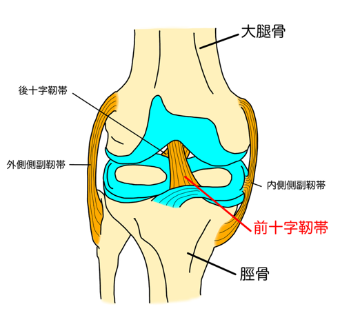 靭帯損傷・断裂（前十字靭帯、後十字靭帯、内・外側側副靭帯）